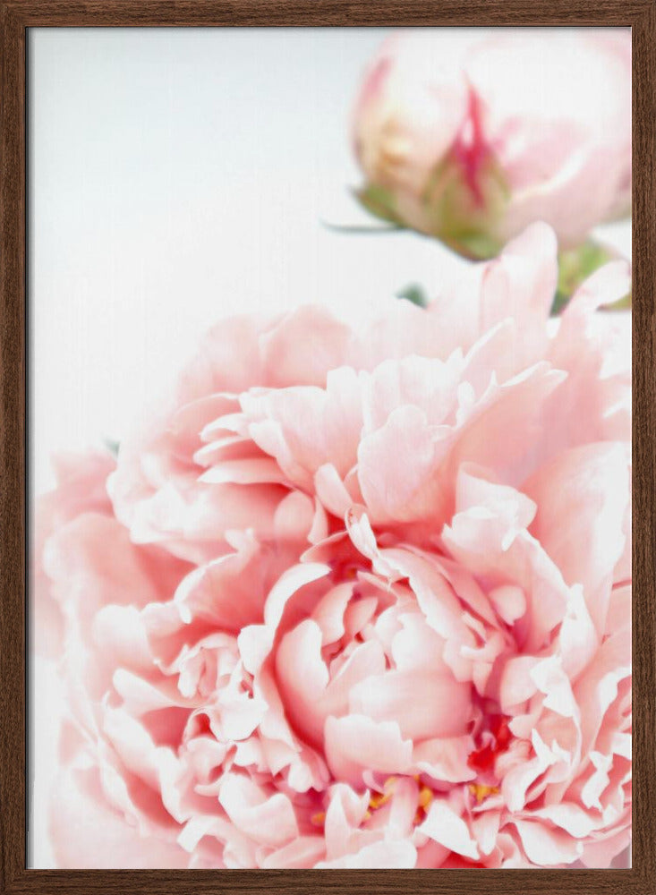 Blush peony IX Poster