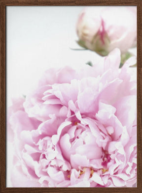 Subdued peony IX Poster