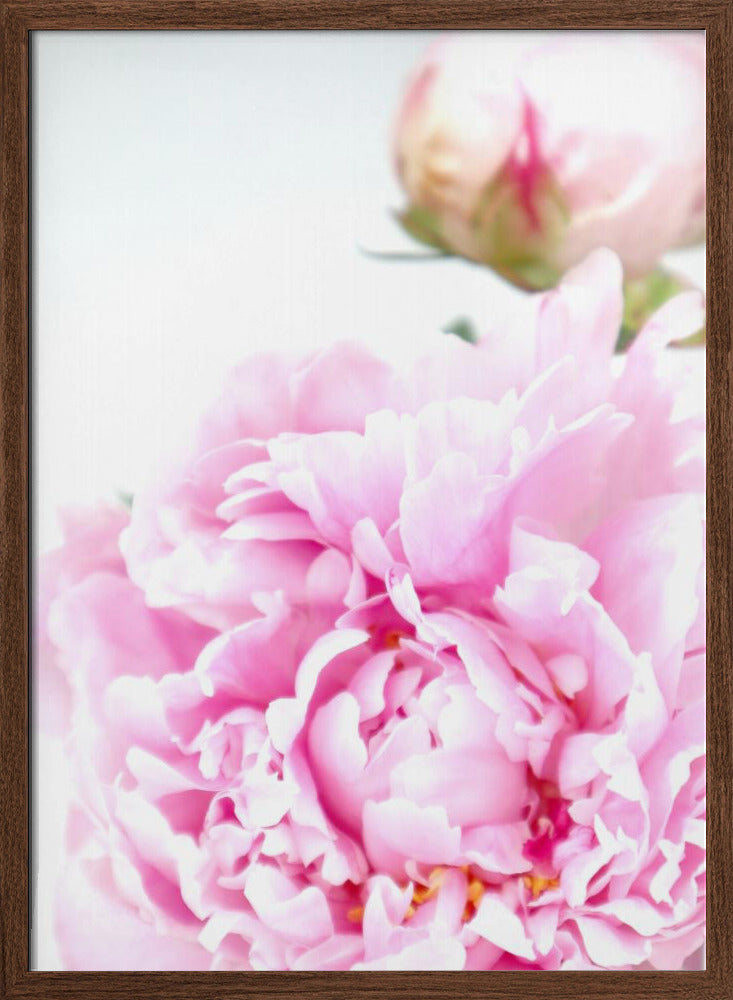 Pink peony IX Poster