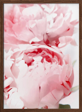 Bllush peony X Poster