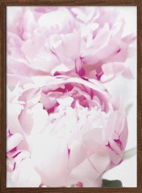 Subdued peony X Poster