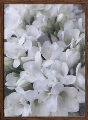 Distressed freesias IV Poster