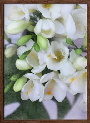 Distressed freesias I Poster