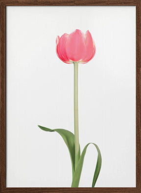 Pink tulip Poster