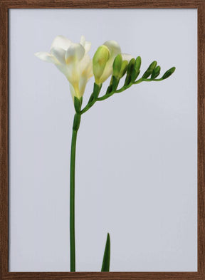 White freesia Poster