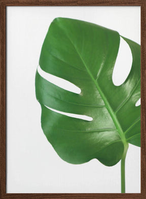 Bright green monstera leaf Poster