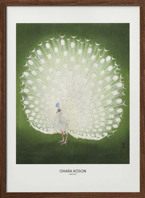 Peacock - Wide Poster