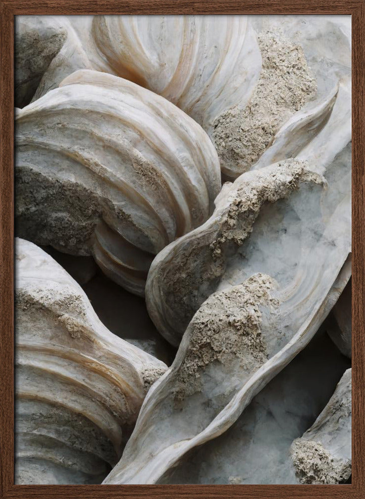 Sea Shells Detail No 1 Poster