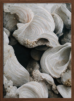 Sea Shells Detail No 2 Poster