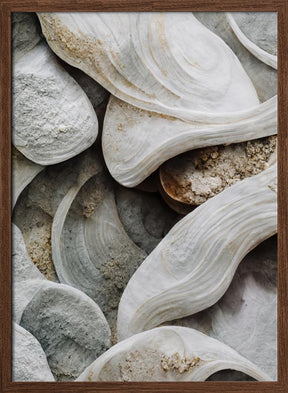 Sea Shells Detail No 3 Poster