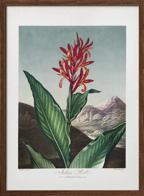 Indian Reed from The Temple of Flora (1807) Poster