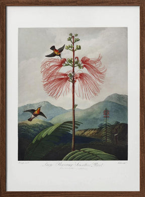 Large–Flowering Sensitive Plant from The Temple of Flora (1807) Poster