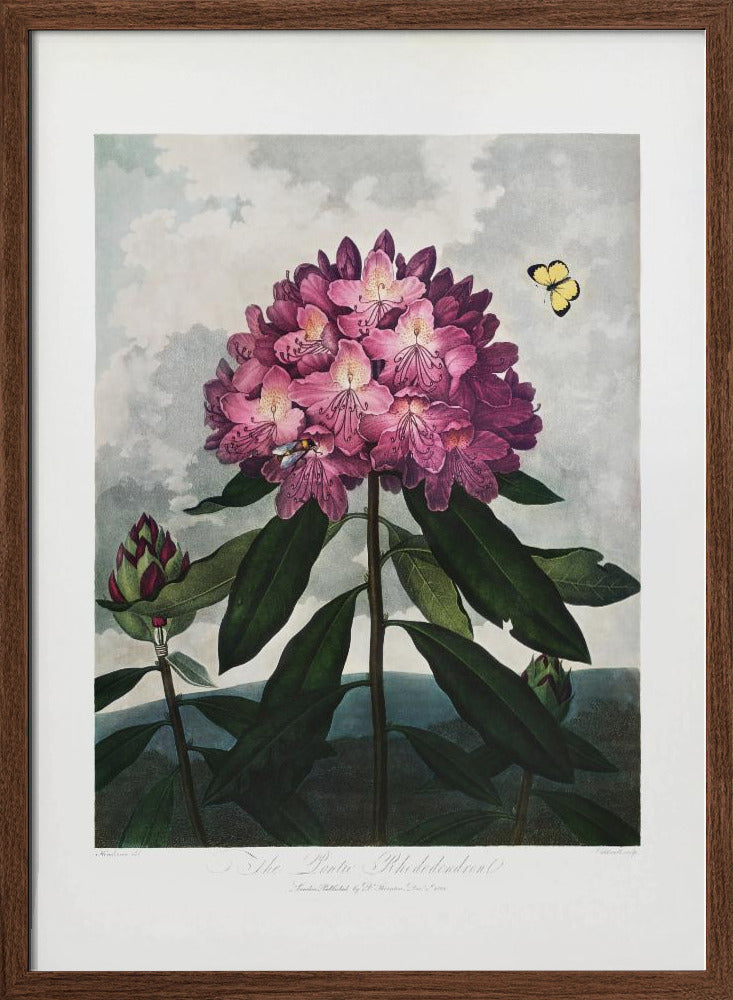 The Pontic Rhododendron from The Temple of Flora (1807) Poster