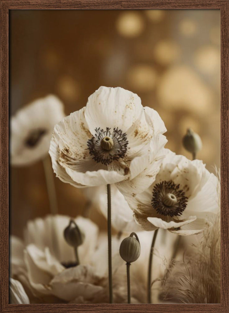 White Poppy Poster