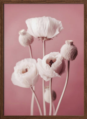 White Poppy On Pink Background Poster