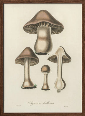 Agaricus Bulbosus Illustration. Medical Botany 1836 Poster