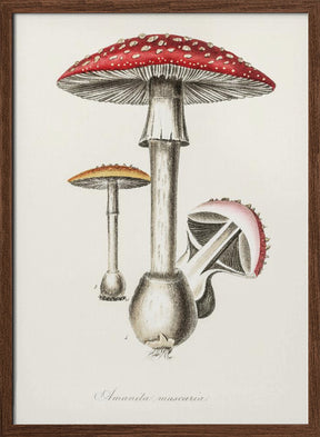 Amanita Muscaria Illustration. Medical Botany 1836 Poster