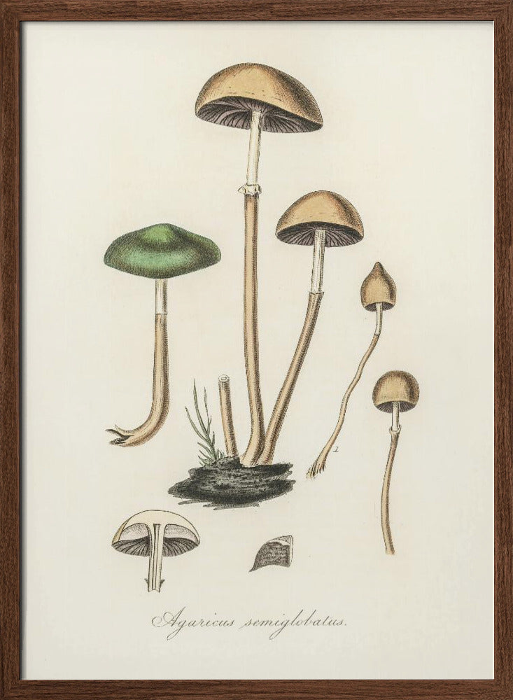 Agaricus Semiglobatus Poster