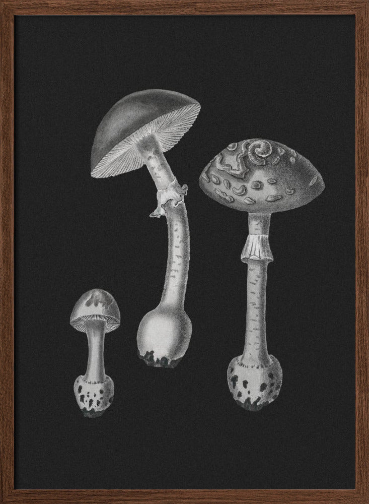 Amanita Muscaria  Black Backgound BW Poster