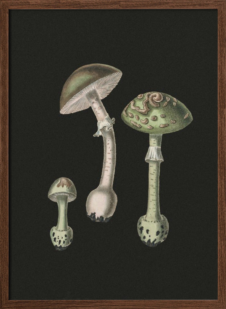 Amanita Muscaria Dark Background Poster