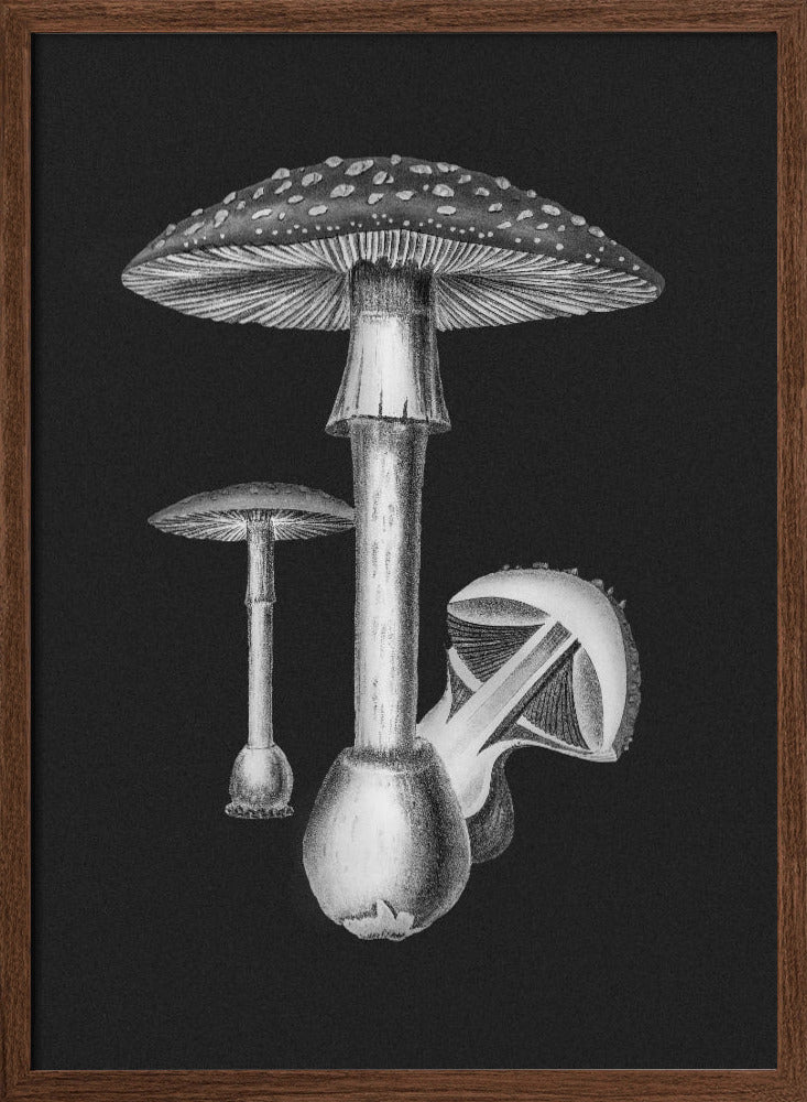 Amanita Muscaria Dark Background BW Poster