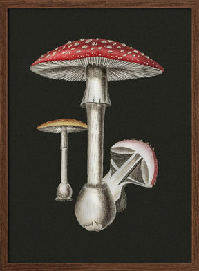 Amanita Muscaria Dark Background Poster