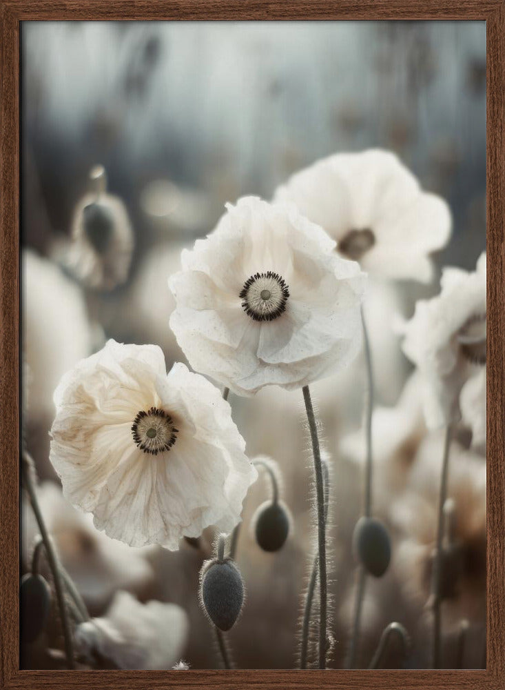 White Poppy Field No 1 Poster