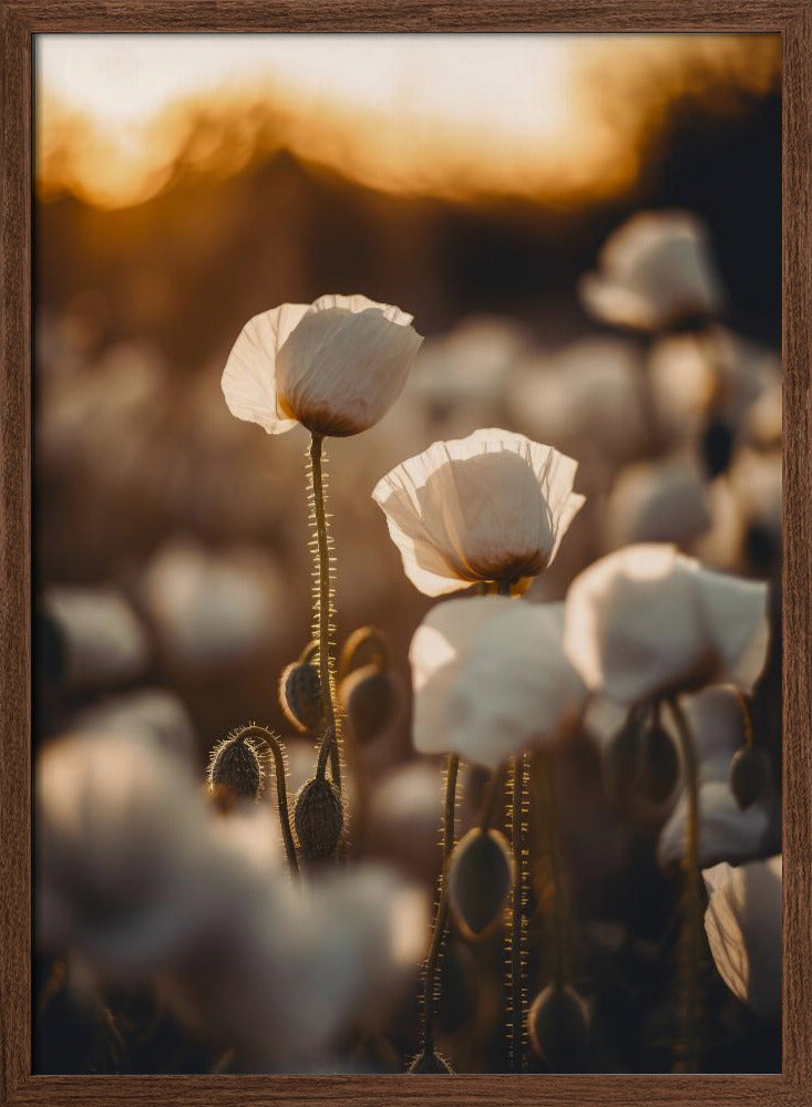 White Poppy Field No 2 Poster