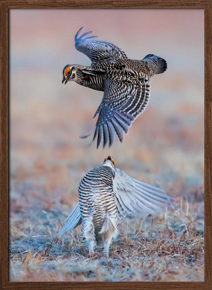 Greater Prairie Chicken Poster