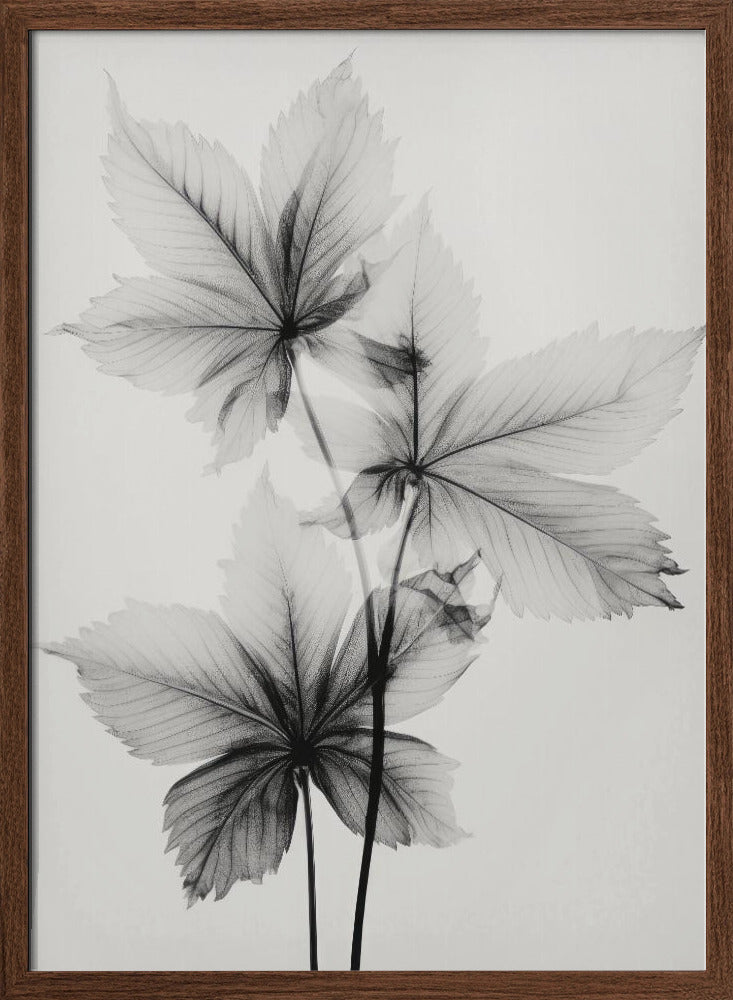 Transparent Botanic No 5 Poster