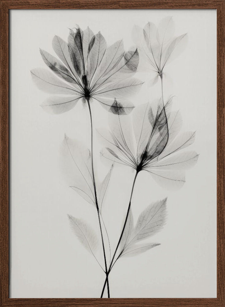 Transparent Botanic No 4 Poster