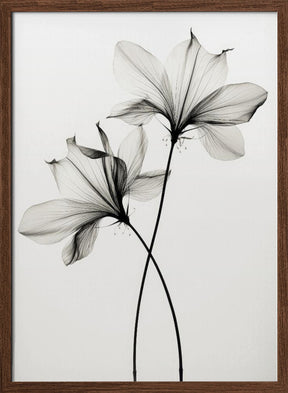 Transparent Botanic No 6 Poster