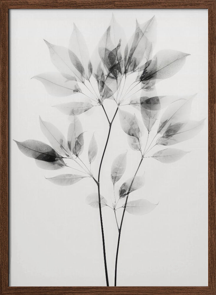 Transparent Botanic No 8 Poster