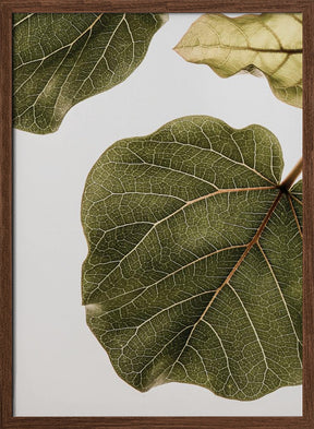 Abutifolia No2 Poster