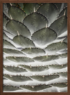 Agave Layers Poster