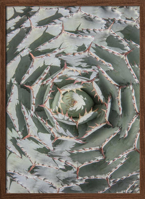 Agave Poster