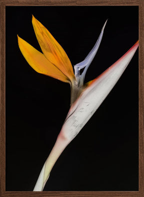 Bird of Paradise Poster