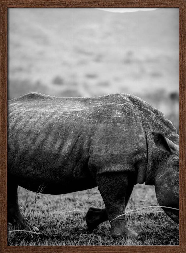 Black Rhino Poster