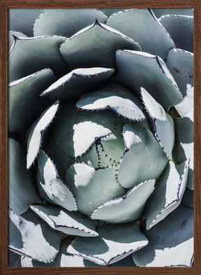 Blue Agave Top Poster