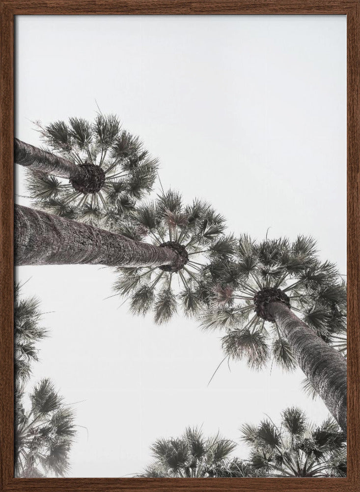 California Palms Poster