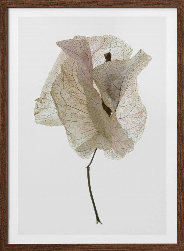 Bougainvillea Study No1 Poster