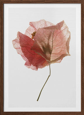 Bougainvillea Study No2 Poster