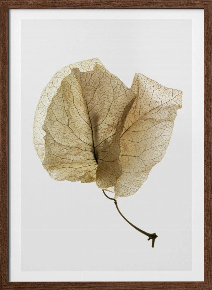 Bougainvillea Study No3 Poster