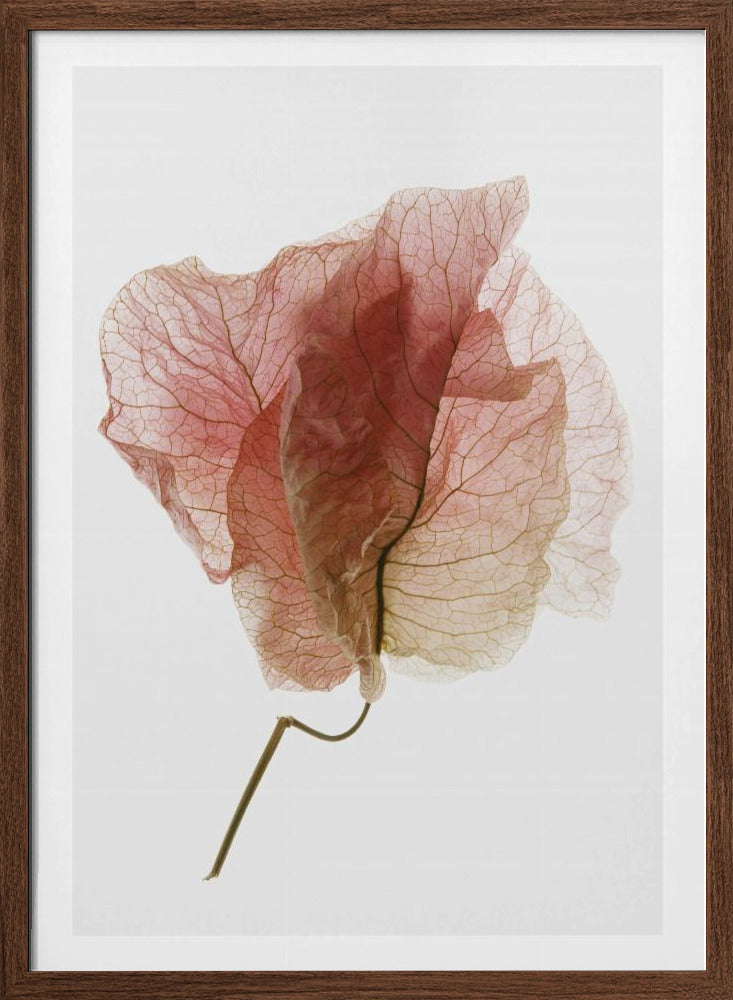 Bougainvillea Study No4 Poster