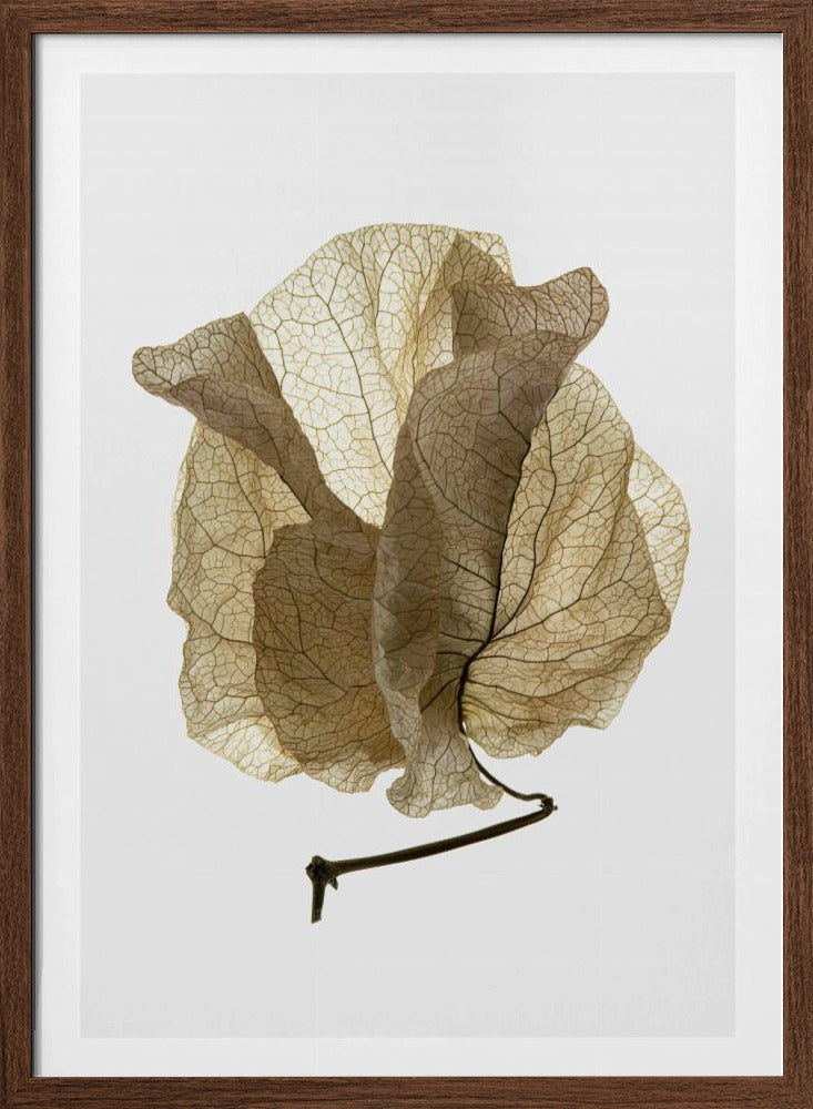 Bougainvillea Study No5 Poster