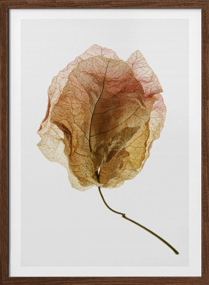 Bougainvillea Study No6 Poster