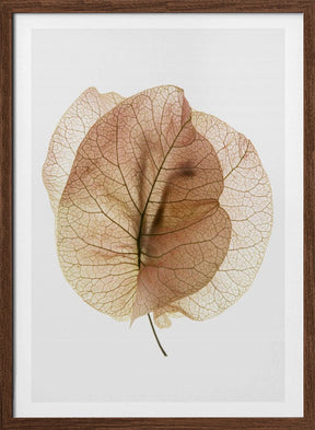 Bougainvillea Study No7 Poster