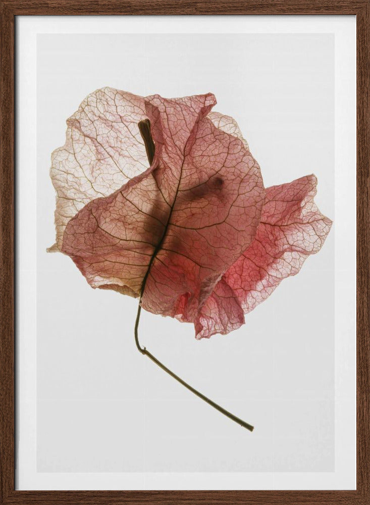 Bougainvillea Study No8 Poster