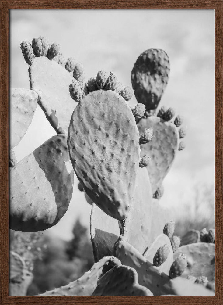 Cacti Cowboy No1 Poster