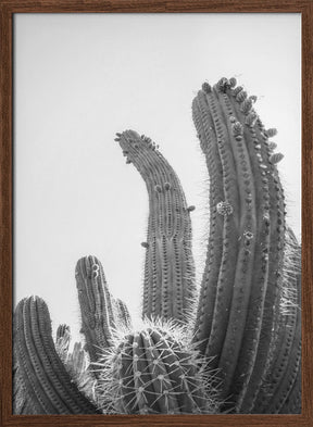 Cactus Poster